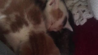 Playtime Over. Four Cutest Kittens Enjoying Naptime