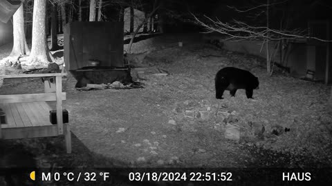 Bear cruising through the side yard after tipping the wheelie bin