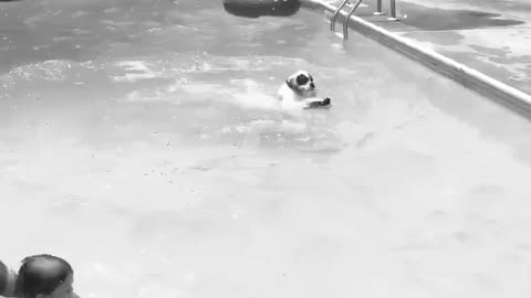 Boxer dog leaps into the pool! Summer fun