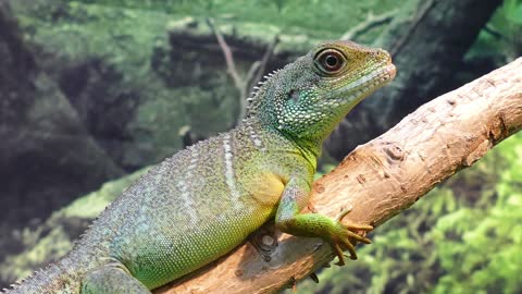 Water Dragon Lizard Chinese Physignathus