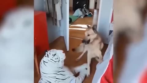 Funny Dogs And Cats Videos 2023 😅