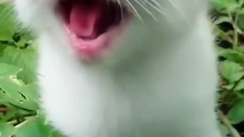 Cat Meowing