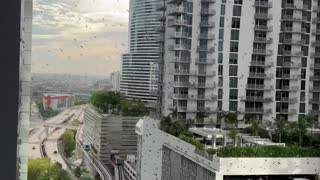 Colony of Bees Invade Backpack in Tall Apartment Complex