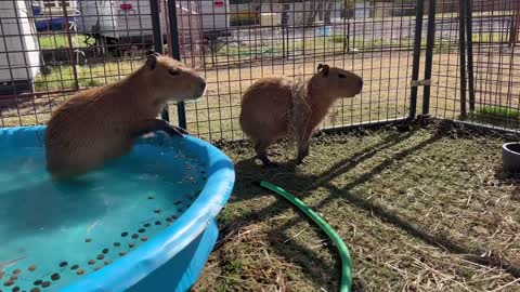 Capybara vs Piglet (Quandale Dingle Dies)