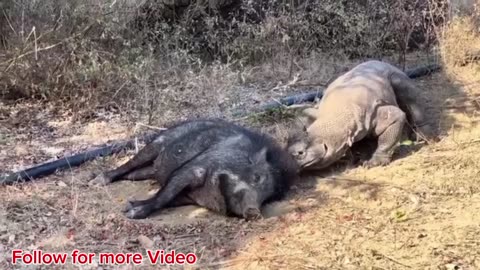 Komodo dragon attack wild boar while sleeping...