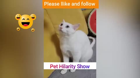 Get Ready to Laugh Your Heart Funniest Cat Videos of 2023 😂😂 Best Cats and Dogs Videos 🐶😸