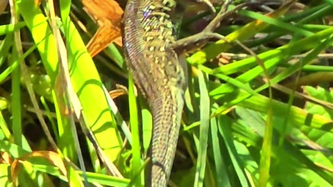 Cute little lizard in the grass.