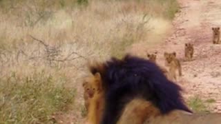 Cute Lion Cubs Rush to Catch up to Daddy ❤️😁😍🥰