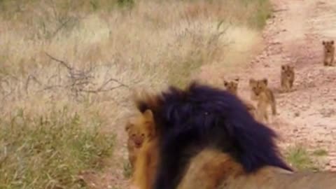 Cute Lion Cubs Rush to Catch up to Daddy ❤️😁😍🥰