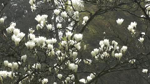 Magnolia