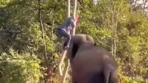 Elephant vas man Funny Elephant Attack video