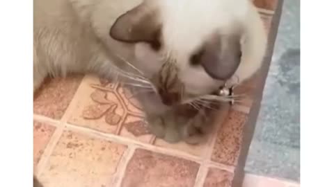 Kittens imitate | Funny 😂 |