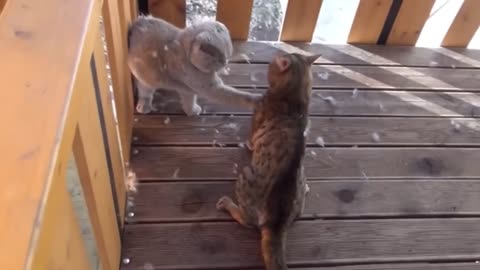 EPIC CAT FIGHTS _ REAL SOUND