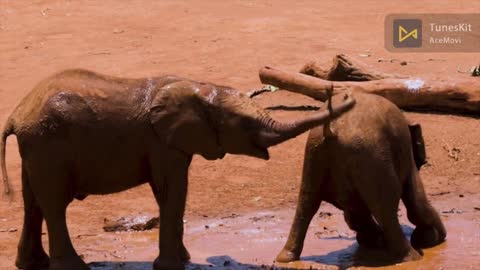 Funny clip small elephant plays with his friend