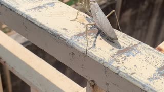 A washing mantis !