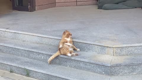 The kitten of Tmall lying on the stairs, like an elf