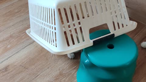 Laundry Basket Cat Trap