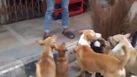 Thailand Dog Feeder