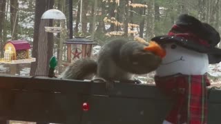 Hungry Squirrel Tries to Snack on Snowman's Nose