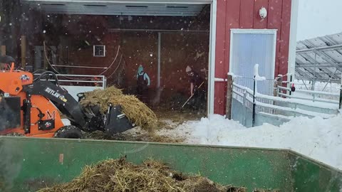 Cleaning Barn Horse Goat Stalls First Time Mini Skid Steer