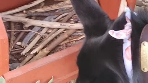 Doggo Picks a Nice Stick From Stick Library on Walk