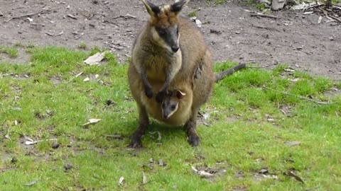 Baby Kangaroo in Pouch