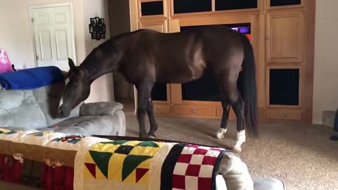 Horse Walks Inside House to Chill With Owner