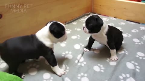 PUPPY FIGHTS ★ Funny Puppies Fighting (HD) [Funny Pets]