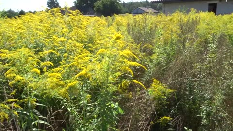 bees work on goldenrod