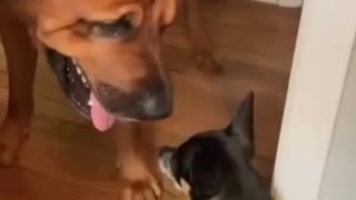 Funny Dogs Compilation #shorts #funnydog #dog #dogsofinstagram #dogs #funnydogs #dogstagram #puppy #cutedog #doglife #doglover #funny #instadog #dogoftheday #doggo #doglovers #happydog #cute #love #puppylove #funnyvideos #cutedogs #funnydogvideos #dogvide