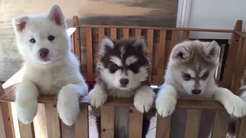 Do you love Siberian Husky Puppies? Well now you will if you didn't before!