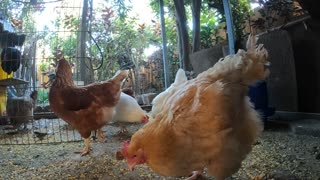 Backyard Chickens Fun In The Morning Sounds Noises Hens Clucking Roosters Crowing!