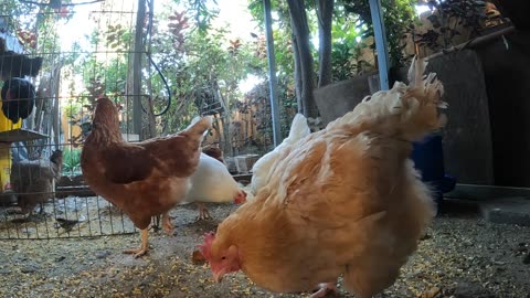 Backyard Chickens Fun In The Morning Sounds Noises Hens Clucking Roosters Crowing!