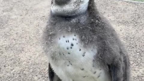 What is more beautiful then a baby penguin