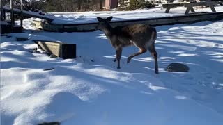 Rescuing a Deer Trapped on a Frozen River