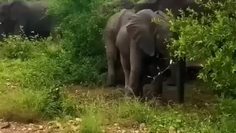 Wiled elephant angry moment