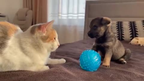 Funny Cat Reaction to Puppies [Dora sees them for the First Time]