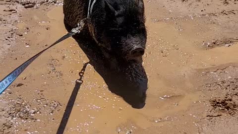 Pig Plays in Mud Puddle