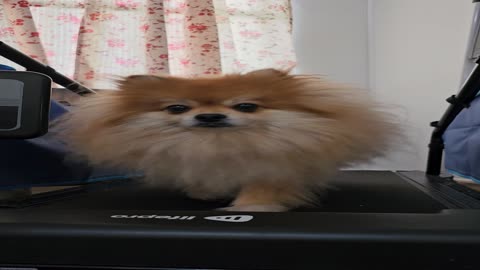 Adorable fluffy pomeranian finds joy in daily treadmill walks