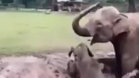 Wild elephant angry movement