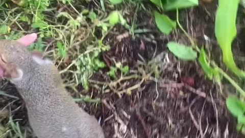 The funniest and most famous viral biting squirrel on instagram and tiktok
