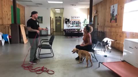 Leash reactive dog training- Dog reactivity training