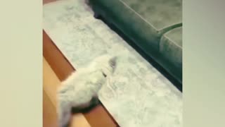 Pets funny video.