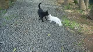 Cats climbing the tree