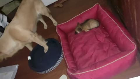 Chihuahua roubando a cama de um Golden