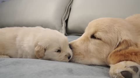 Golden Retriever Puppy Meets Brother Ten Times Older Than Him for First Time