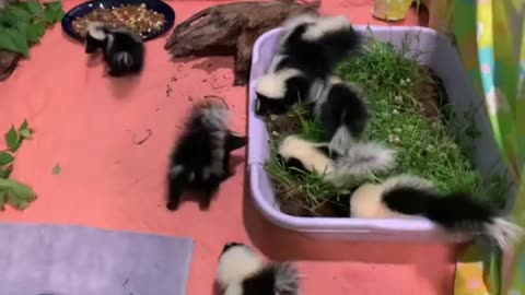 We Love Baby Skunks