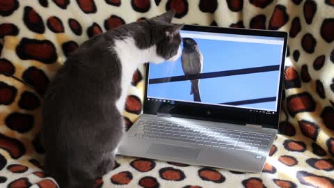The cat lurks for the bird to catch it