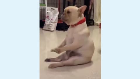 Dancing dog …Love it