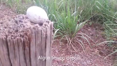 Urutau ou Mae da lua com filhotes aves noturnas